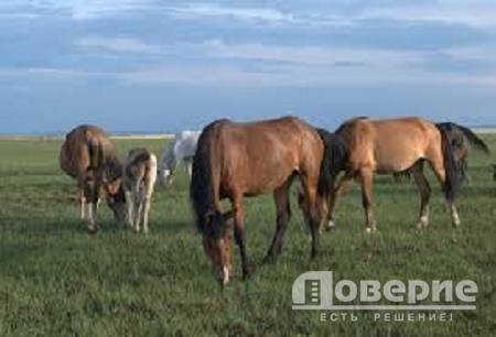 В Омской области двое сельчан украли с фермы лошадей и заблудились