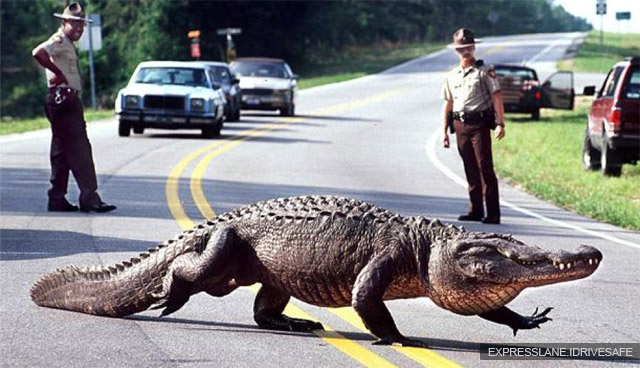 В США крокодил помог поймать угонщика машин
