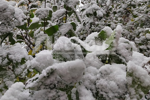 Аномальные морозы продлятся в Омской области еще неделю